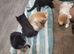 I have a litter of 5 mixed colored kittens for sale