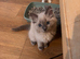 Gorgeous Ragdoll Kittens Looking for Their Forever Homes!