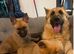 German shepard