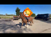 Beautiful Welsh project mare