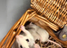 Beautiful Dumbo x Rex rats