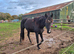 Amateur's Dressage Prospect