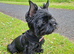 LAST BOY! READY TO GO️! Little Yorkshire Terrier!