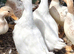 Cherry Valley Ducks