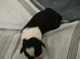 Border collie x cocker spaniel pups
