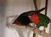 Lovely pair of young redfaced parrot finch for sale £100