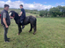 Stunning cob gelding