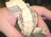 Female crwsted geckos for sale