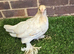 Sablepoot Pullet Growers
