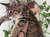 Female Maine Coon.