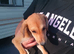 Saluki/greyhound puppies for sale