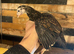 Bantam Aseel