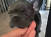Female French bulldog
