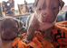 Old English bulldog