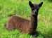 Special breeding group of 10 stunning Alpaca