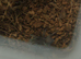 Tarantulas for sale