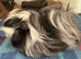 Peruvian magpie colour boar 5 mths