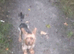 Yorkshire terrier puppies