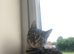 Female tabby kitten
