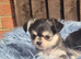 KC registered chihuahua puppies
