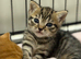 X2 Gorgeous Tabby Male Kittens