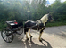 15.3hh Ride and Drive Gelding with Cart and Harness