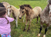 Welsh part bred filly