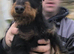 Female jagdterrier