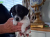 Jack russell puppies