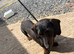 Dachshund girl
