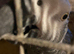 Proven male african grey