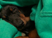 Exceptional Dobermann Boys - KC Registered & Health Tested ️