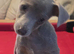 Jack Russell puppies