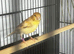 Cinnamon variegated cock