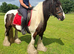14.3hh Ride & Drive 13 year old cob gelding
