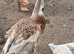 4 x welsh harlequin male ducks