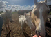 Cremello PB welsh C colt