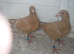Meuleman Young Birds For Sale