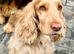 KC Reg, Orange roan Show Cocker Spaniel Girl