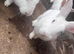 New Zealand rabbits for sale