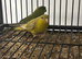 Stunning Baby Lineolated Parakeets