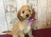 Adorable Fluff Ball Cockalierpoo pups