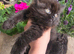 female kittens