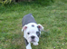 Gorgeous Girl Nala