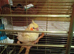Lutino tame cockatiel