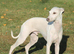 Italian greyhound x whippet