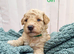 Miniature Golden Doodle