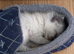 Ragdoll kitten