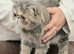 Wonderful Exotic Shorthair Female