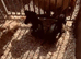 9 week old cocker spaniel puppy